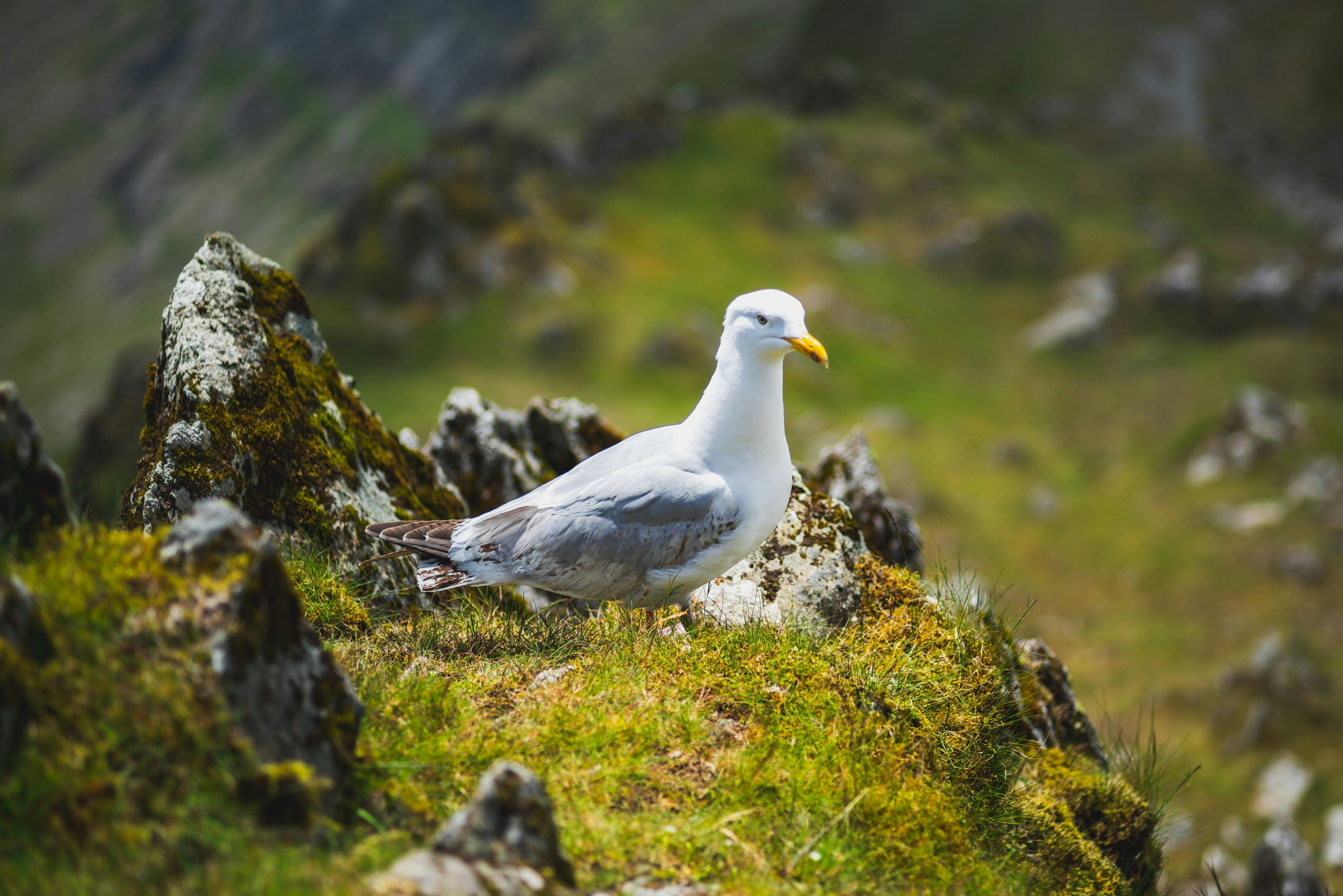 white and gray bird on green grass during daytime